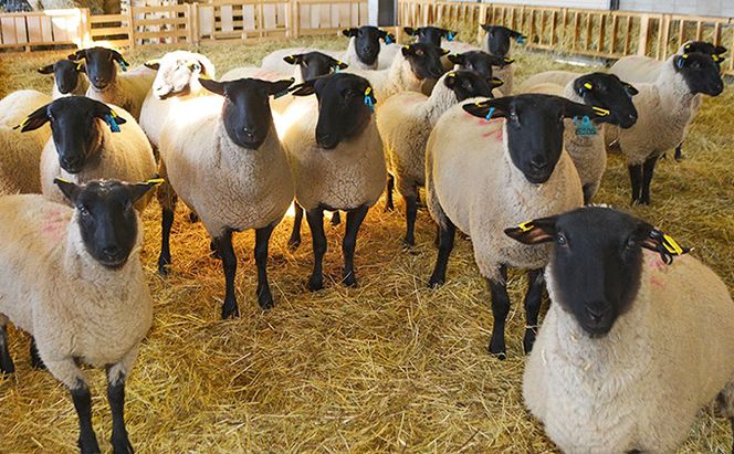 松尾めん羊牧場産　ラムムートン フリース1匹物