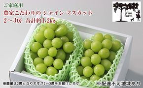 ぶどう 2026年 先行予約 【平均糖度20度】 ご家庭用 農家こだわりの シャイン マスカット 2～3房 合計約1.2kg ブドウ 葡萄 岡山県産 国産 フルーツ 果物 【 Nini farm 農家 直送 】 [№5735-1948]