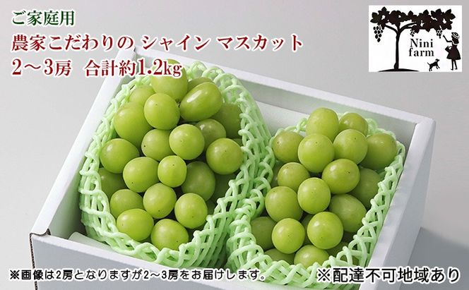 ぶどう 2026年 先行予約 【平均糖度20度】 ご家庭用 農家こだわりの シャイン マスカット 2～3房 合計約1.2kg ブドウ 葡萄 岡山県産 国産 フルーツ 果物 【 Nini farm 農家 直送 】 [№5735-1948]