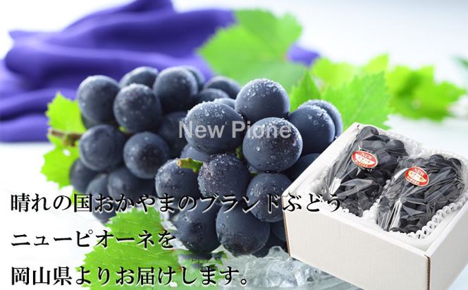 ぶどう 2026年 先行予約 ニュー ピオーネ 約500g×2房 ブドウ 葡萄  岡山県産 国産 フルーツ 果物 ギフト 果物類 