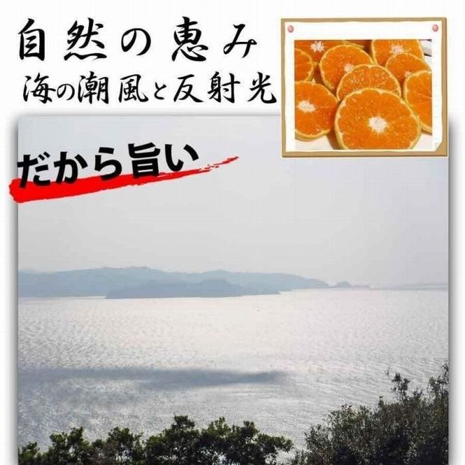みかん 2.5kg  ご家庭用　和歌山県有田川町産　有田みかん ありだみかん CE034