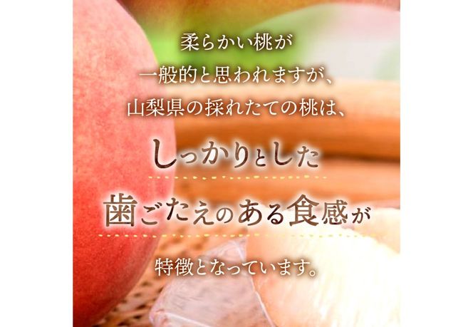 【2026年発送】 山梨の朝どれ桃 【単品 定期便 が選べる】 もも 山梨県産桃 果物 くだもの 果物 フルーツ 山梨 富士吉田