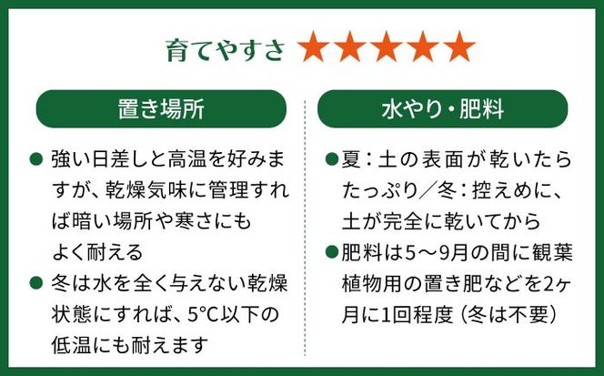 マイナスイオン発生植物！シルバーリーフ 『サンスベリア・ムーンシャイン』 ボーダーボールポット付 糸島市 / cocoha 観葉植物 グリーン 緑 インテリア[AWB045]