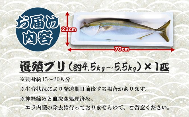 ブリ【12月30日お届け】中山水産 手結沖養殖「勝ブリ」 1匹(4.5kg～5.5kg) - 一尾まるごと 魚 ぶり 鰤 寒ブリ 海鮮 鮮魚 魚介類 ギフト 贈答 お祝い 御祝 刺身 煮物 焼き魚 照り焼き ぶりしゃぶ 一尾 たたき 1本 キロ 産地直送 buri 高知県 香南市 冷蔵 ny-0021