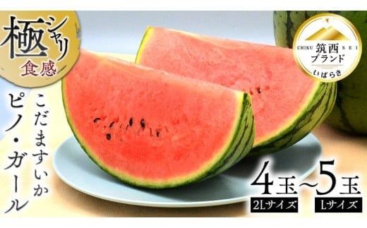 【 JA北つくば 】 極シャリ食感 ！ こだますいか 「 ピノ・ガール 」 4～5玉 2026年産 小玉すいか 小玉 すいか スイカ 果物 フルーツ ピノガール 西瓜 くだもの デザート 茨城 [AE019ci]