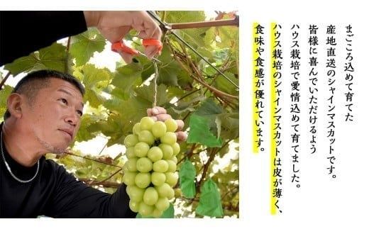 ハウス栽培 の シャインマスカット 2房 ( 約1kg～1.2kg ) 令和8年産 先行予約 ぶどう ブドウ 葡萄 フルーツ [EK002ci]