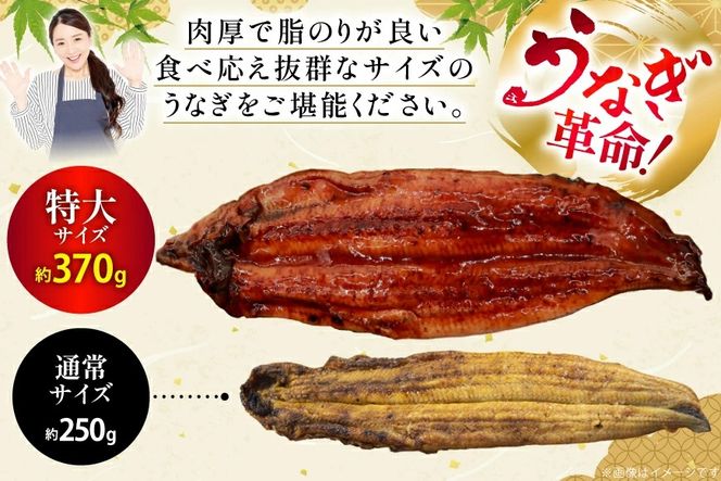 うなぎ 蒲焼 特大サイズ 肉厚 約 1.5kg 4尾 タレ・山椒付 茶葉