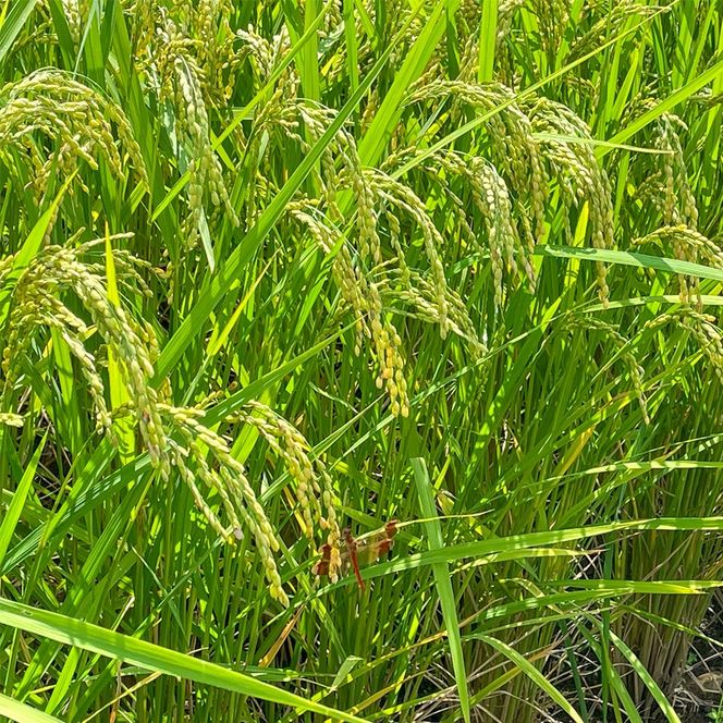 【3か月定期便】令和7年産　魚沼産コシヒカリ 精米10kg×3回　計30kg　米 コメ こしひかり 精米 ブランド米 お取り寄せ 十日町市