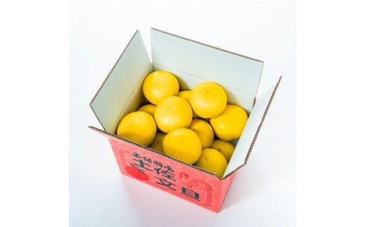 【2回定期便】園主こだわりの土佐文旦　10キロ（18～24玉） 〈2027年2月・3月発送〉 先行予約 定期コース 2ヶ月 ぶんたん ブンタン 柑橘 みかん フルーツ 果物 家庭用 お取り寄せ 高知県 土佐市【やの一果彩】[BQAC009]