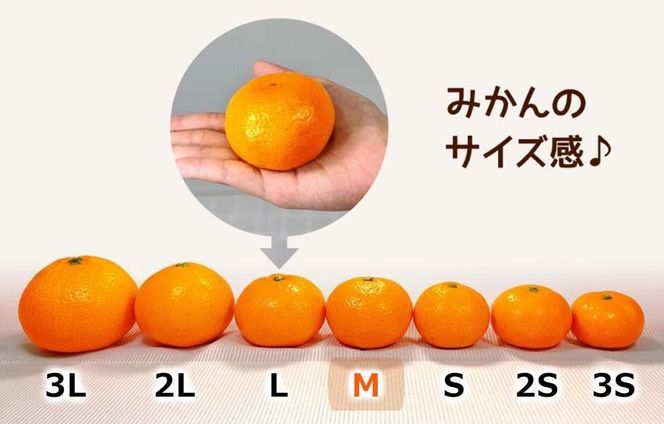 みかん Ｍサイズ 秀品 箱込 5kg (内容量約 4.4kg) 有田みかん 和歌山県産 産地直送 贈答用 ［2025年11月中旬より順次出荷予定］［みかんの会］ 	AX204