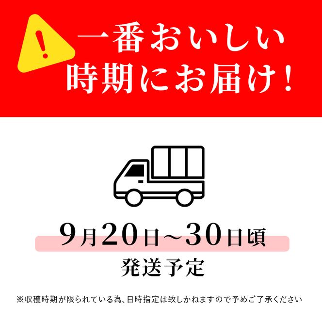 【2026年発送】志賀高原の麓で育った シナノドルチェ 秀16玉 約5kg りんご フルーツ 果物 おやつ 長野県 長野