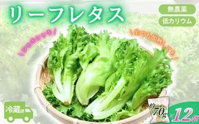 アノレタス（リーフレタス）新鮮シャキシャキ 栽培期間中無農薬低カリウムレタス 12袋セット【kkry0001】