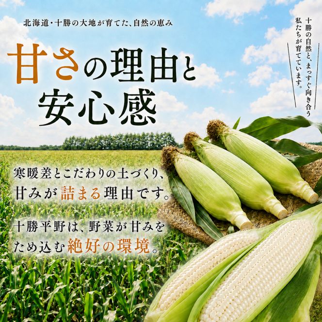 ［先行予約/2027年］もぎたてとうもろこし白10本 [北海道ホープランド農場]【 とうきび トウモロコシ とうもろこし 野菜 夏野菜 フルーツ 北海道 十勝 幕別 】 
