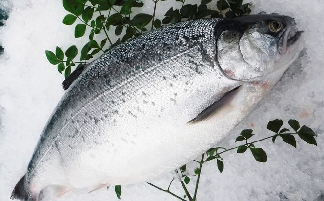 南国サーモン 約400g 皮付き 200g×2個 サーモン 鮭 サケ さけ 刺身 焼き鮭 魚 魚介 冷蔵 熊本県 上天草市 【2026年3月上旬～4月下旬迄発送予定】