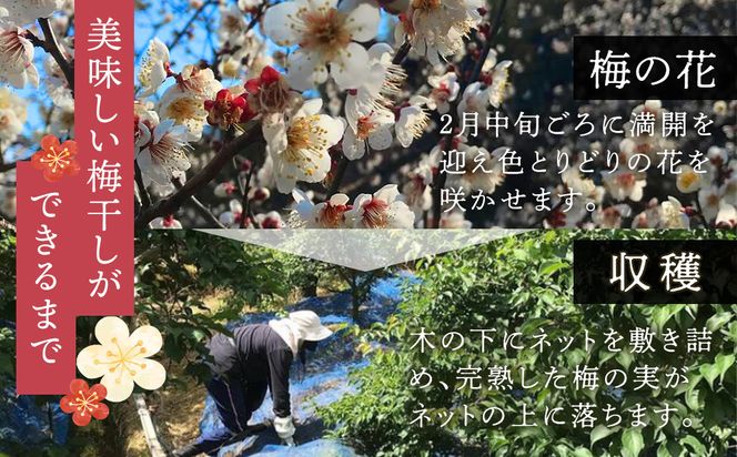 紀州南高梅使用 2種食べ比べ はちみつ うす塩味 完熟梅干し・しそ仕込み完熟梅干し 無選別 各約800g ［TM213］ 303446_XH92266