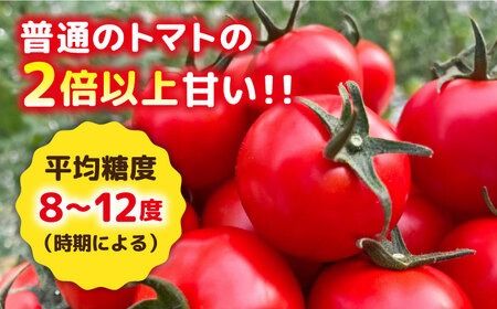 フルティカ 2kg (1kg×2箱) 糸島市 / かわぞえ農園 [AAM006] トマト フルーツトマト