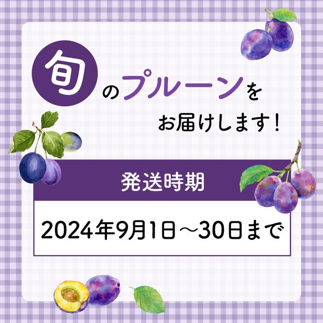 [先行受付] 9月お届け 北海道 仁木産 フレッシュ プルーン 約2kg （サイズ混合）品種 おまかせ 果物 くだもの フルーツ [峠のふもと　紅果園]