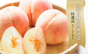 【2026年先行予約】旬採り桃 特選品 5-7玉 (岡山県産) / もも 桃 モモ 先行予約 フルーツ 果物 真庭市 フルーツ王国 きよとう果樹園 岡山 【KF-A001-02】