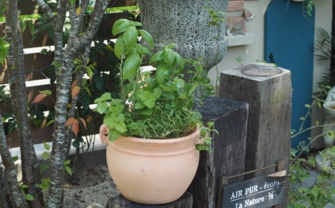 植物 寄植え ハーブ 6種 寄せ植え つぼ丸型 鉢 25cm ハーブ寄せ植え インテリア グリーンインテリア グリーンアイテム ベランダ 庭 ガーデン ガーデニング 育てやすい 
