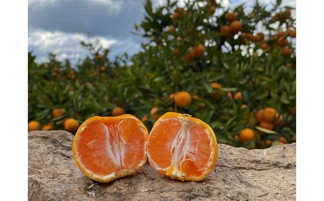 年内発送 ちょっと 傷あり 完熟早生 有田みかん M ～ SS サイズ 3kg 和歌山 南泰園 みかん BS656
