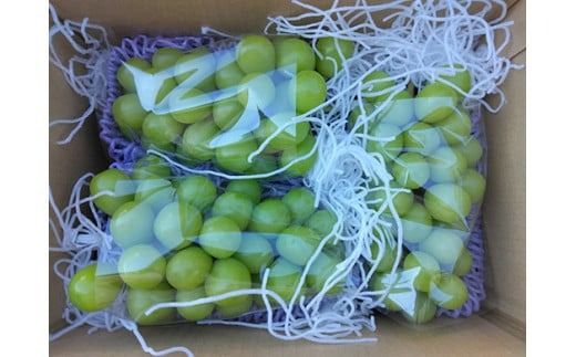 yRxm쒬zy2026N s\zVC}XJbgiR`S[j 1.6kg`1.7kg@VC }XJbg Ԃǂ uhE  t[c ʕ  R ܂Ȃ xm쒬