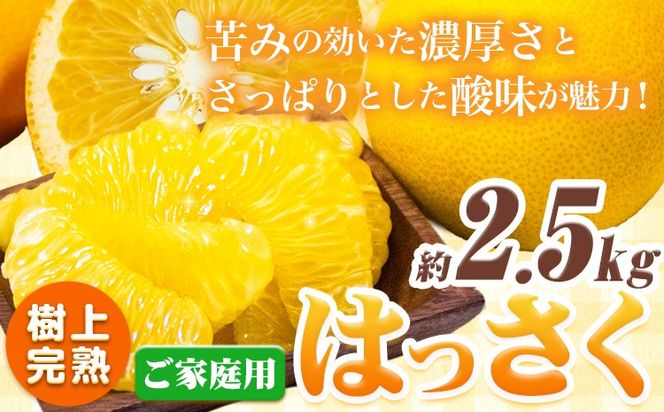 樹上完熟 ご家庭用 訳あり はっさく 八朔 みかん 2.5kg+250g（傷み補償） 池田鹿蔵農園 @日高町《4月上旬-5月末頃出荷》和歌山県 日高町 送料無料 はっさくみかん 家庭用 光センサー選別 訳あり八朔 訳ありはっさく【配送不可地域あり】---wsh_idn322_4j5m_25_8000_2500g---