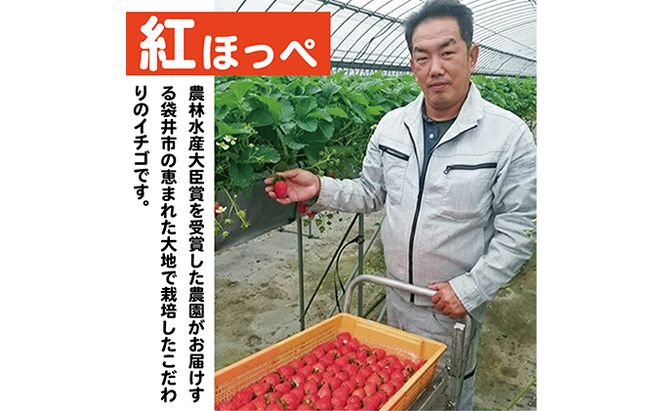 【配達地域限定】農水大臣賞受賞農園からお届け イチゴ・紅ほっぺ 4パック 配送:2026年2月上旬頃より順次発送 果物類 いちご 苺