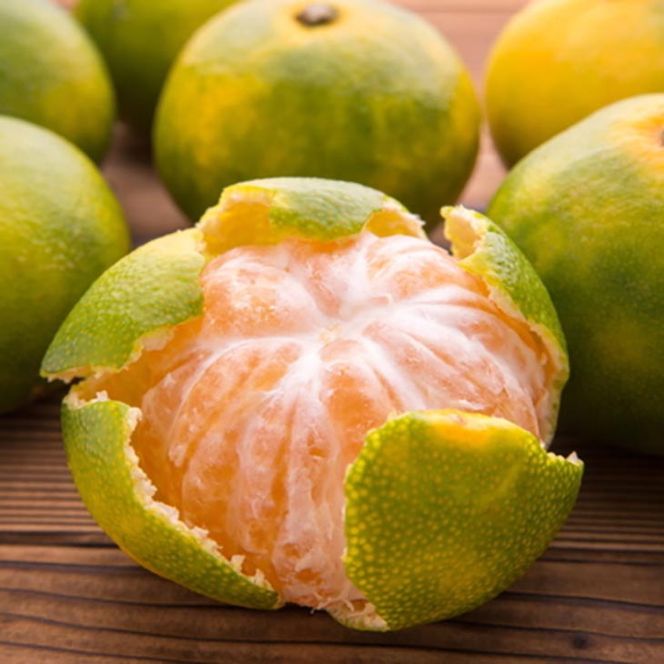 【先行予約】特撰 ゆら早生有田みかん 1.2kg(1kg+200g(傷み補償分))