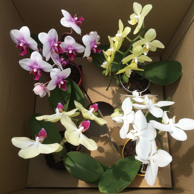 おまかせミニ胡蝶蘭（単鉢・7輪以上）4鉢セット【お花 花 コチョウラン 胡蝶蘭 蘭 贈り物 プレゼント 誕生日 お祝い 誕生日 母の日 父の日 敬老の日 鹿嶋市 茨城県】（KAR-7）