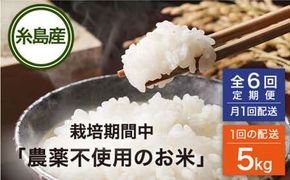 【全6回(月1回)定期便】 栽培期間中 農薬不使用のお米 ヒノヒカリ 5kg 糸島市 シーブ [AHC042] お米  5kg 送料無料 ギフト 5キロ 無農薬 栽培期間中 米 定期便