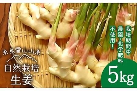 【先行予約】糸島産 生姜 5kg 自然栽培 【2024年10月以降順次発送】糸島市 / 大石ファーム [ATE011]