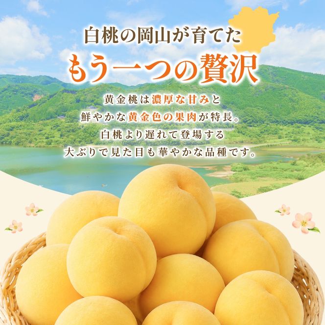 先行予約 岡山県産 黄金桃 3.8kg 化粧箱入り・贈答用 高級 おうごんとう 花田青果【2026年9月初旬～9月中旬まで順次発送予定】/ 桃 もも モモ 果物フルーツ 贈答品 贈り物 岡山県【hnds010】