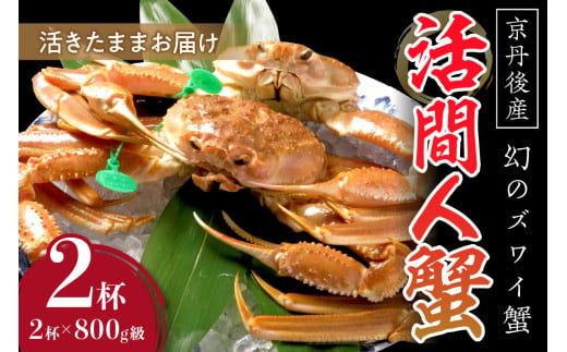 【幻のズワイ蟹】京丹後産 活間人蟹 鮮度抜群、活きたままお届け！！ 800g級×2杯　YK00082