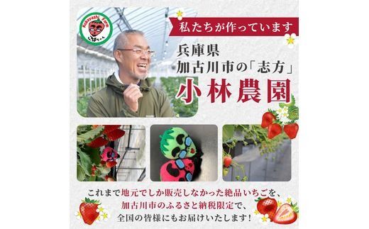 兵庫加古川(小林農園)特産いちご 4パック[1月中旬より順次発送]《 苺 いちご 期間限定 よつぼし フルーツ 果物 》【2401C09502】
