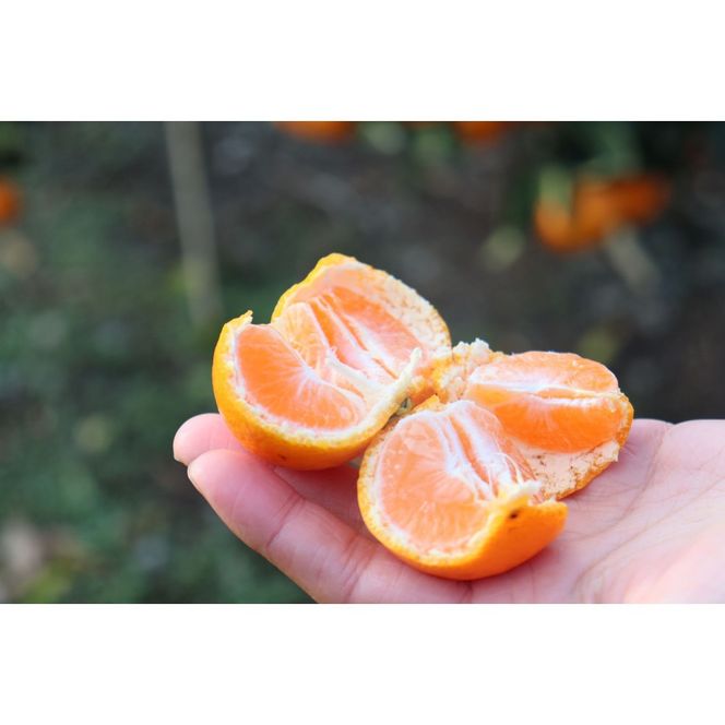 数量限定 有田みかんの産地から届く 果汁100％！ 搾りたての柑橘ジュース 180ml×24本 	DB034