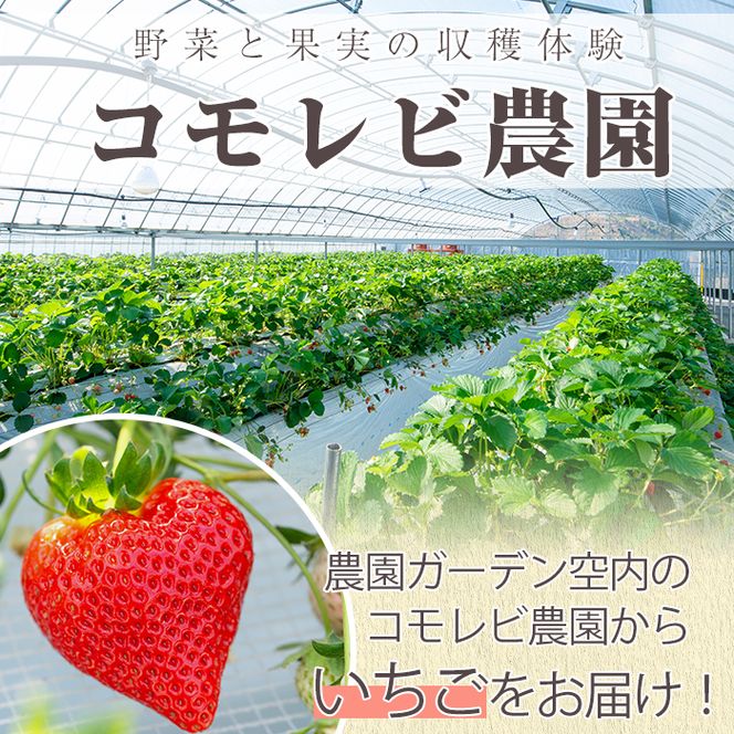 ＜先行予約受付中！2027年1月以降順次発送予定＞桐箱入！自社農園産いちご 恋みのり(計12個) 鹿児島 阿久根 自社農園 果物 フルーツ イチゴ いちご 苺 恋みのり 贈答用 ギフト 桐箱 デザート 期間限定【農園ガーデン空】akn026-10