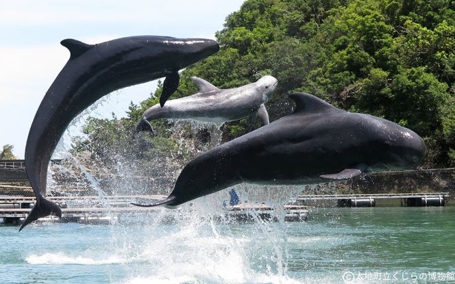 太地町立くじら博物館　入館チケット大人1名分/チケット 入館券 博物館 くじら 鯨【kzr001】