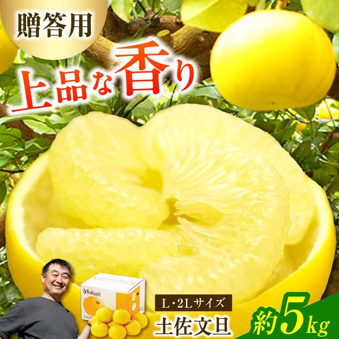 【先行予約】【果樹園直送】土佐文旦 特選品贈答用 約5kg L～2Lサイズ 10～13個入り〈2027年2月中旬～3月中旬頃発送〉  /  ぶんたん ブンタン フルーツ 柑橘 みかん 果物 くだもの 柑橘類 デザート おやつ 高知県 土佐市【白木果樹園】 [BQAI006]