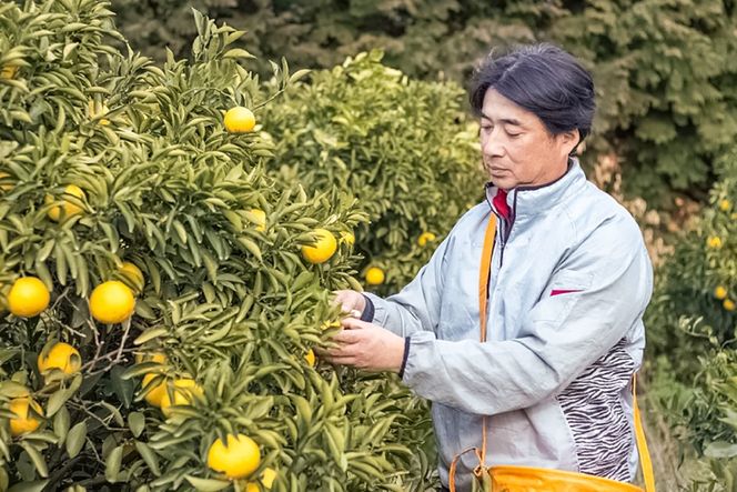 AK076 みかん 森崎果樹園 露地もの 完熟温州みかん 8kg [ ミカン 温州みかん 果物 フルーツ おいしい 8キロ 国産 オレンジ 森崎果樹園 長崎県 島原市]
