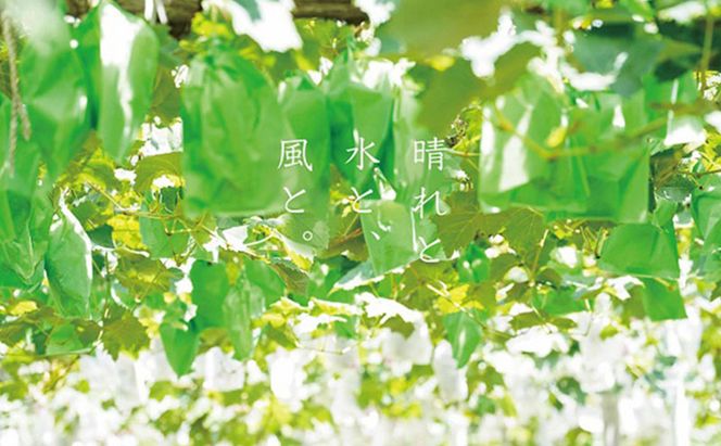 厳選 シャインマスカット 2房 合計1.1kg以上 産地直送 朝採れ ぶどう 葡萄 Kawahara Green Farm 岡山県産 2026年 先行予約