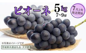 ピオーネ 5kg ( 7～9房 )【2026年7月上旬発送開始】(茨城県共通返礼品：大子町) ブドウ ぶどう 葡萄 巨峰 マスカット 果物 フルーツ 果実