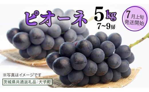 ピオーネ 5kg ( 7～9房 )【2026年7月上旬発送開始】(茨城県共通返礼品：大子町) ブドウ ぶどう 葡萄 巨峰 マスカット 果物 フルーツ 果実