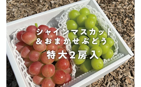 【2026年先行予約】シャインマスカット＆おまかせ葡萄 特大２房入 /計1.3kg~ (岡山県産) 【KF-B022-02】