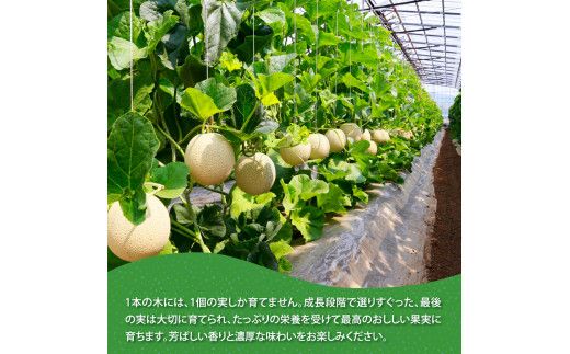 【CF-R7hbk】SKS023　緊急支援　高知県産 高級マスクメロン（ご贈答・ギフト用）1玉入〈南国市共通返礼品〉【発送期間：4月～12月（9カ月）】【1月～3月は気候温度不安定の為出荷不可となります。】