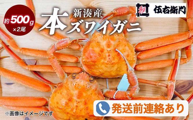 【伍右衛門】新湊産本ズワイガニ約500g×2尾｜海鮮 お祝い 集まり メニュー 冬の味覚 新鮮 国産 富山県産 ※2026年11月～発送 ※発送まで1か月以上かかる場合があります。