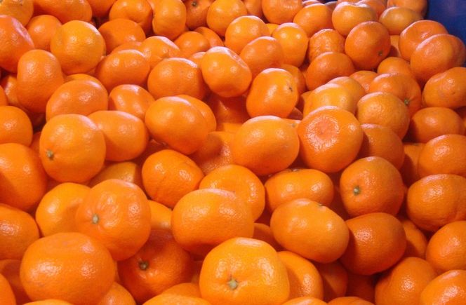 ＼光センサー選別／ちっちゃな有田みかんこつぶみかん約10kg （3S～2Sサイズ混合）有機質肥料100%  先行予約 みかん 温州みかん ミカン 小粒【nuk153B】