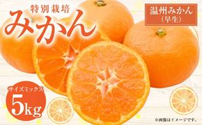 【先行受付】 特別栽培みかん（早生） 5kg サイズミックス 早生みかん 温州みかん みかん ミカン 蜜柑 フルーツ 柑橘 果物 果実 熊本県 上天草市【2026年11月上旬から12月上旬発送開始】
