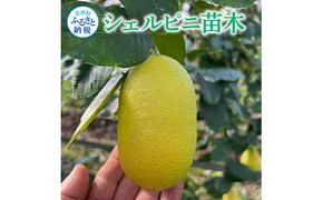 SPF001　フルーツの木 種なしレモン シェルピニ苗木 柑橘 柑橘苗木 果樹苗木 自家栽培 ガーデニング 家庭菜園 ベランダ栽培 ライムとレモンの香り ヒマラヤン ライムレモン 高知県 芸西村 故郷納税 返礼品 檸檬 lemon 土佐 果物 かんきつ類