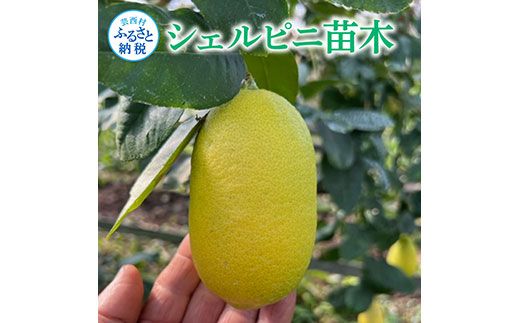 SPF001　フルーツの木 種なしレモン シェルピニ苗木 柑橘 柑橘苗木 果樹苗木 自家栽培 ガーデニング 家庭菜園 ベランダ栽培 ライムとレモンの香り ヒマラヤン ライムレモン 高知県 芸西村 故郷納税 返礼品 檸檬 lemon 土佐 果物 かんきつ類