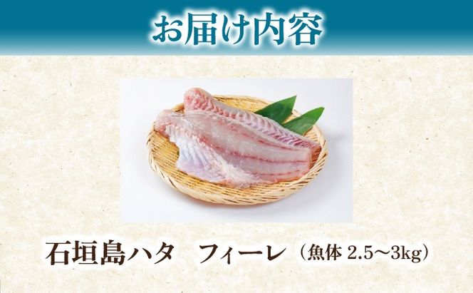 石垣島 ハタ フィーレ | 勝水産 ミーバイ ヤイトハタ 沖縄県石垣市 石垣 沖縄 石垣市 石垣島 KS-14